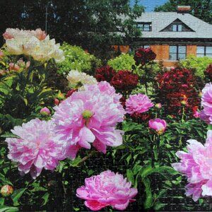 Peonies, 1008 piece puzzle, Friends of the Farm